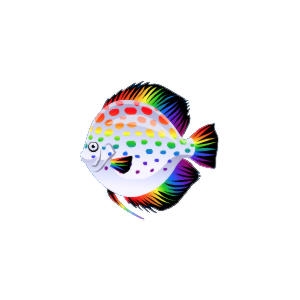 Rainbow Discus